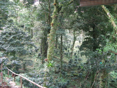 Surrounding the hostal was a shade-grown, all-organic coffee plantation