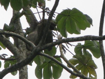 And a three-toed sloth