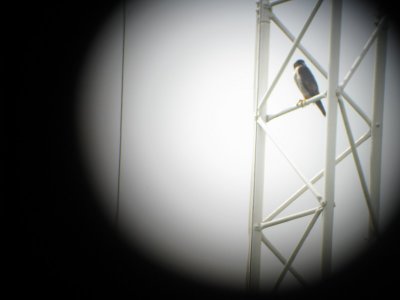 We also did some birdwatching- this a migrating Peregrine Falcon