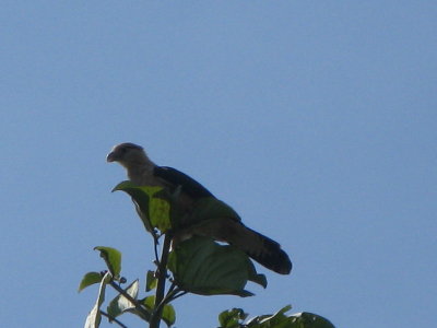 A yellow headed Caracara- a common local raptor