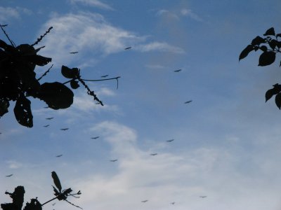 Many vultures circling overhead- a common sight in Panama