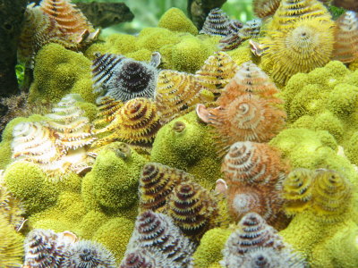 Snorkeling around the islands- some amazing soft corals!
