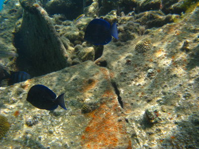 Fishies