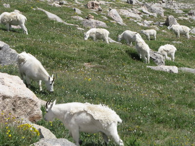 A flock of goats wanders by