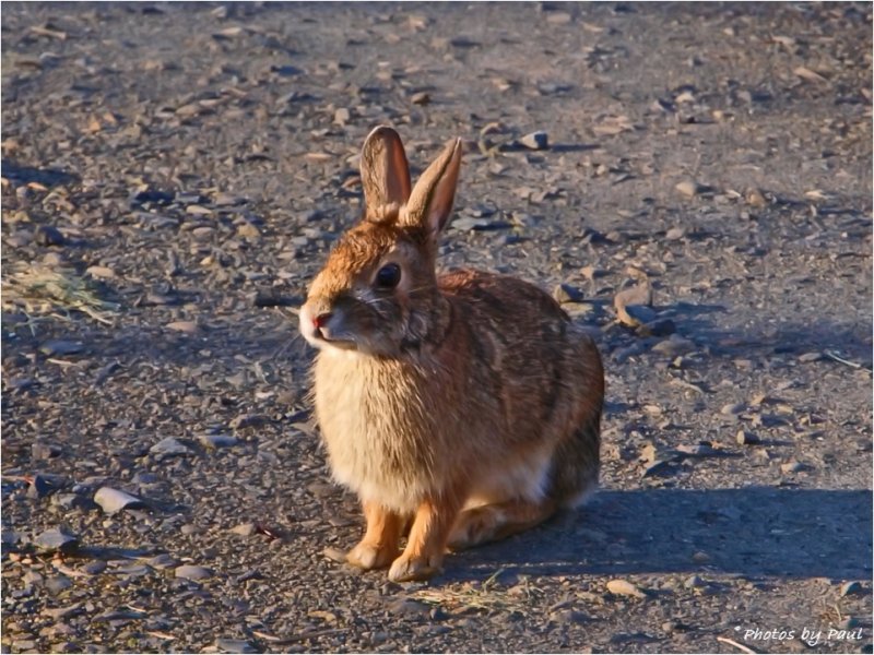 HAPPY EASTER - GOT A CARROT ?