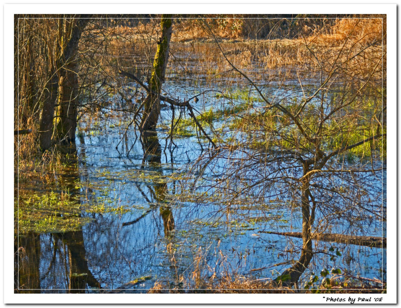 CANYA FIND TH DUCKS ?