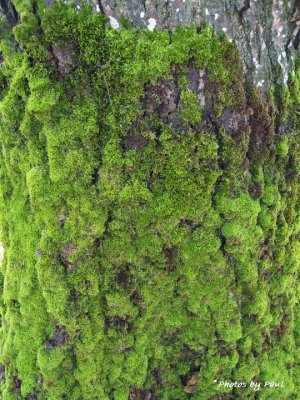 MOSS IS RAMPANT IN THIS PART OF THE WORLD !!
