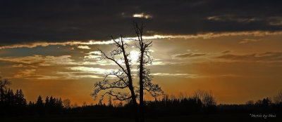*THE* TREE AT SUNSET