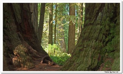 OLD GROWTH REDWOOD TREES