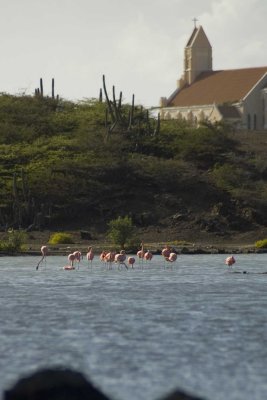 Flamingos voor St Willibrordus