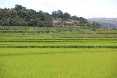 Rice fields along the road