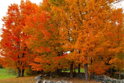 foliage desktop 1920.jpg