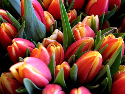flowers.jpg