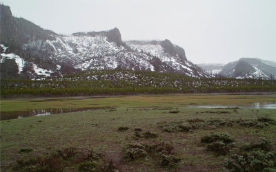 Elk in the open.jpg
