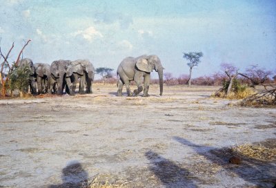 Elephants and Shadows