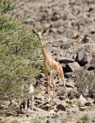 Gerenuk - Giraffe Gazelle