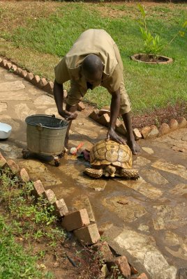 Tortoise Wash