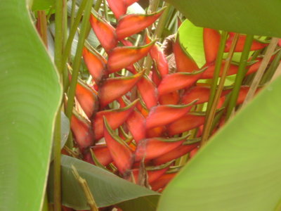 Flowers of Hawaii