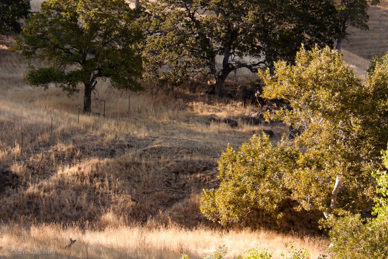 Oh Deer!