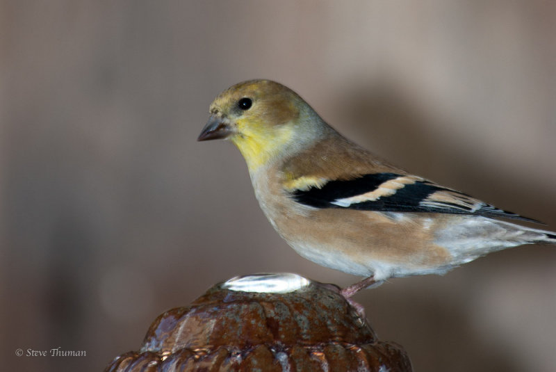 Goldfinch