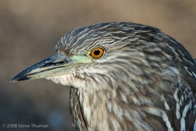 _DSC0534.jpg