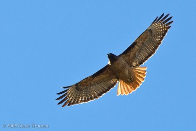 Soaring Red-tailed hawk
