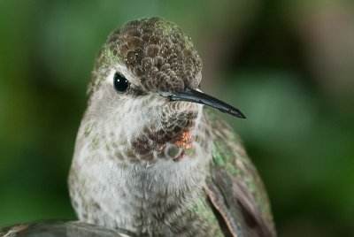 Anna's Hummingbird