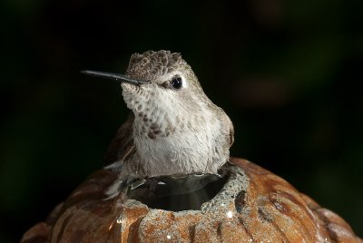 Afternoon Bath