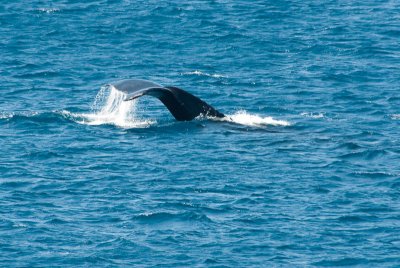Whales