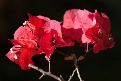 _DSC4463.jpg