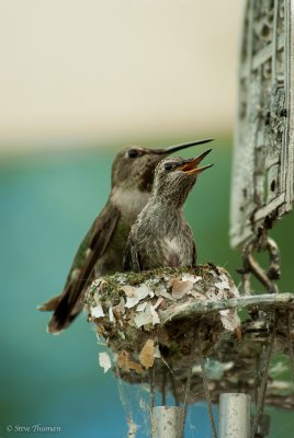 Momma and Baby