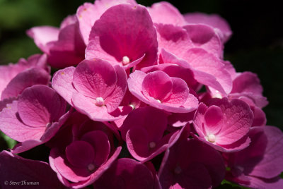 Hydrangea Flowers