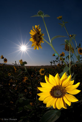 Sun-Flowers