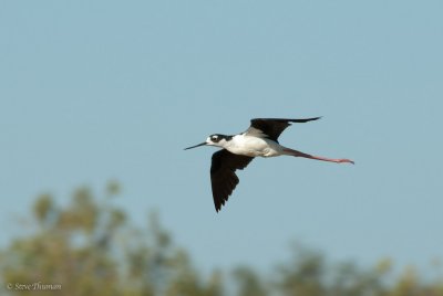 Black-Necked Stilt