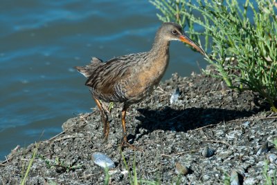 Virginia Rail