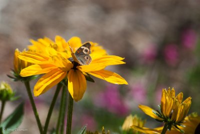 Snacking Butterfly