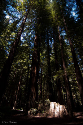 Splash of Light in the Redwoods