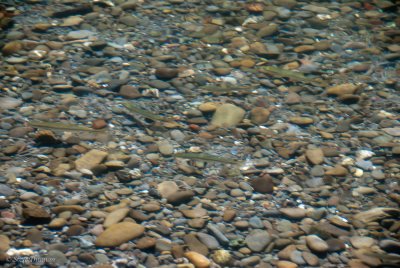 _DSC1799.jpg