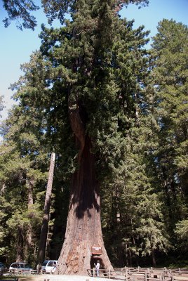 Avenue of the Giants