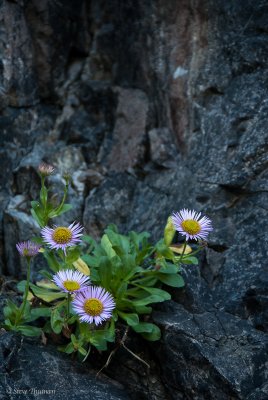 _DSC2019.jpg