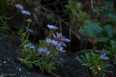 _DSC2026.jpg