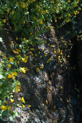 _DSC2068.jpg