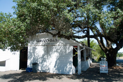 Gowen's Oak Tree