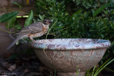 Young Robin