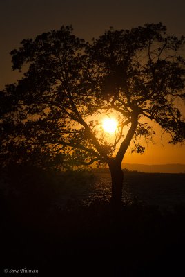 The Heart of the Oak