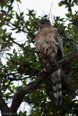 Sharp-shinned Hawk?