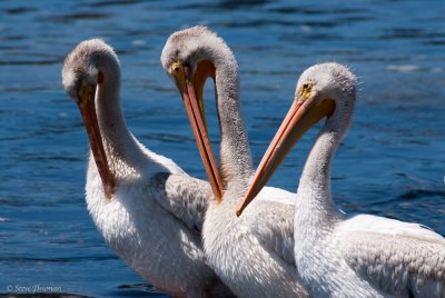 Pelican Trio