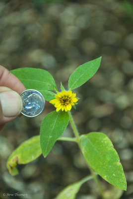 Micro Sunflower