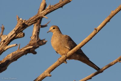 Afternoon-Morning Dove
