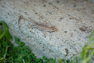 Backyard Visitor